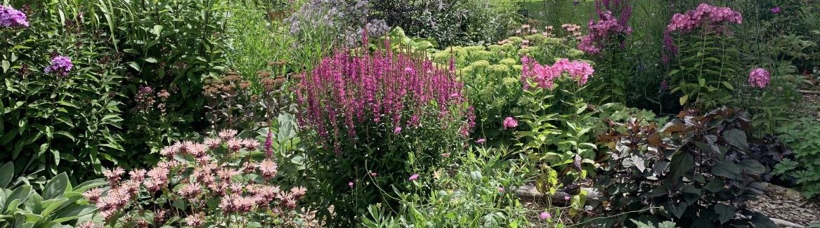 Have med mange blomster. Stort staudebed i lyserøde og pink farver og i baggrunden er en stor græsplæne og et drivhus. Cottage garden. Banner.